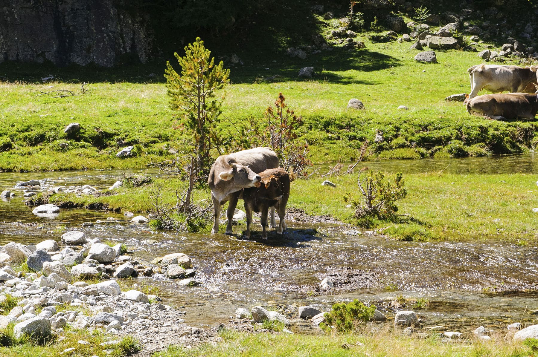 Aigüestortes