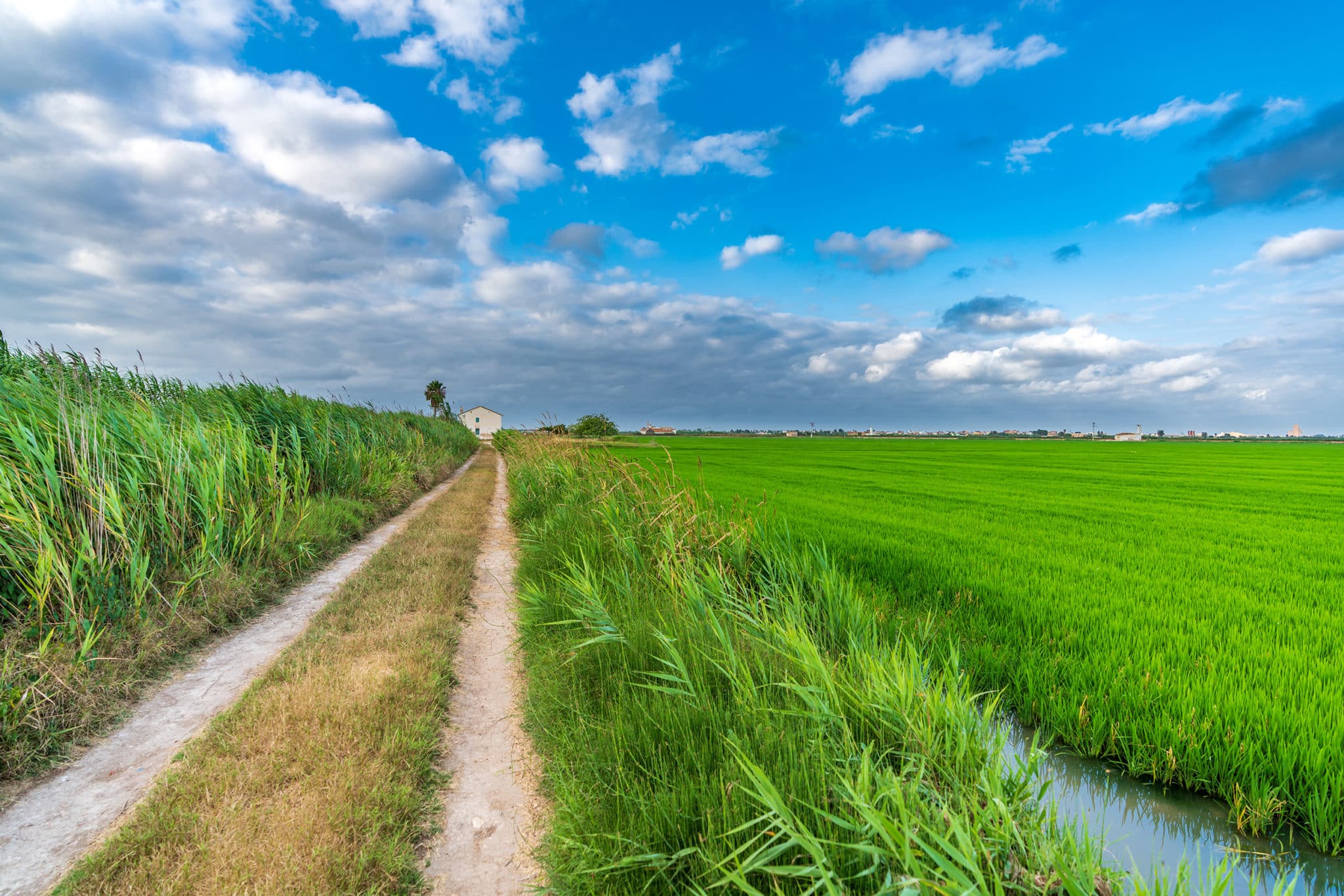 Arrozales de L´Albufera