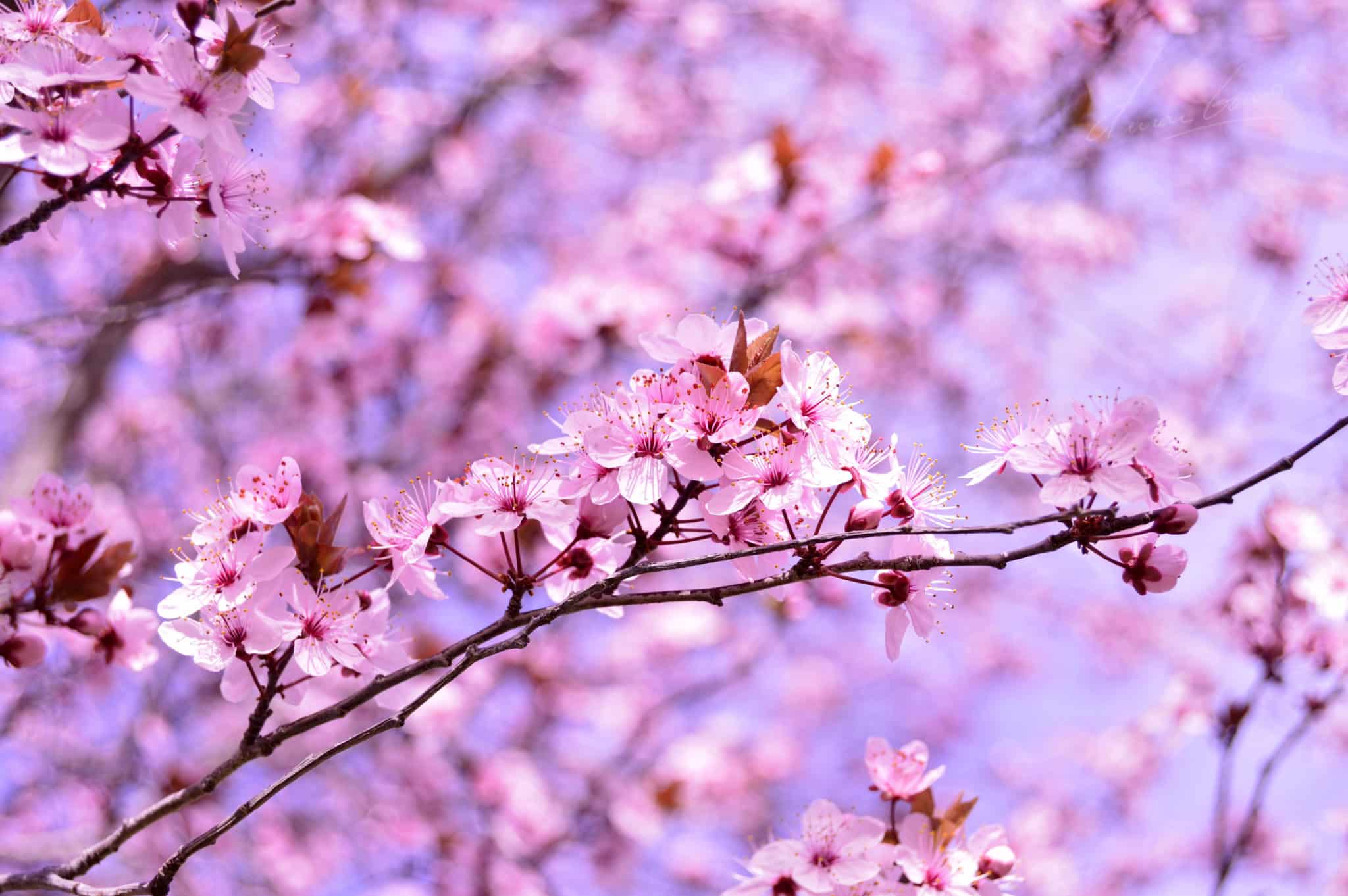 Flores de almendro en primavera