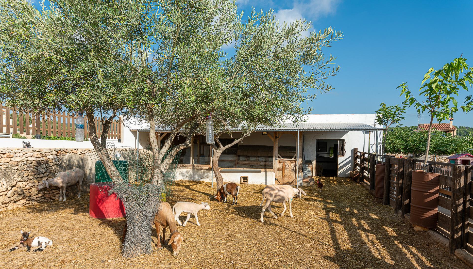 Mediterránea Rural