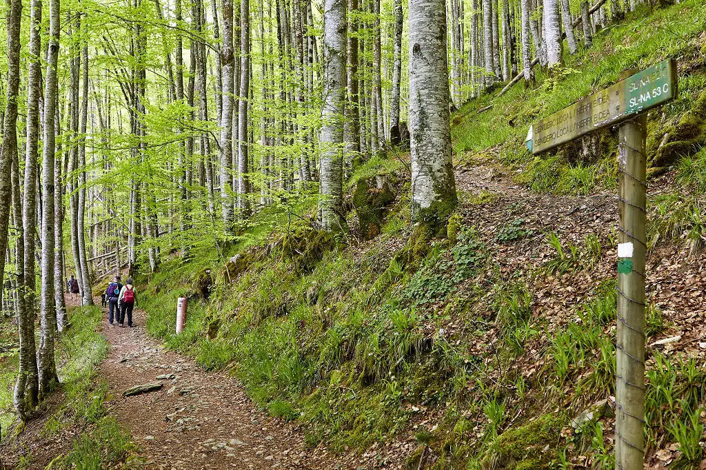 Selva de Irati, Navarra