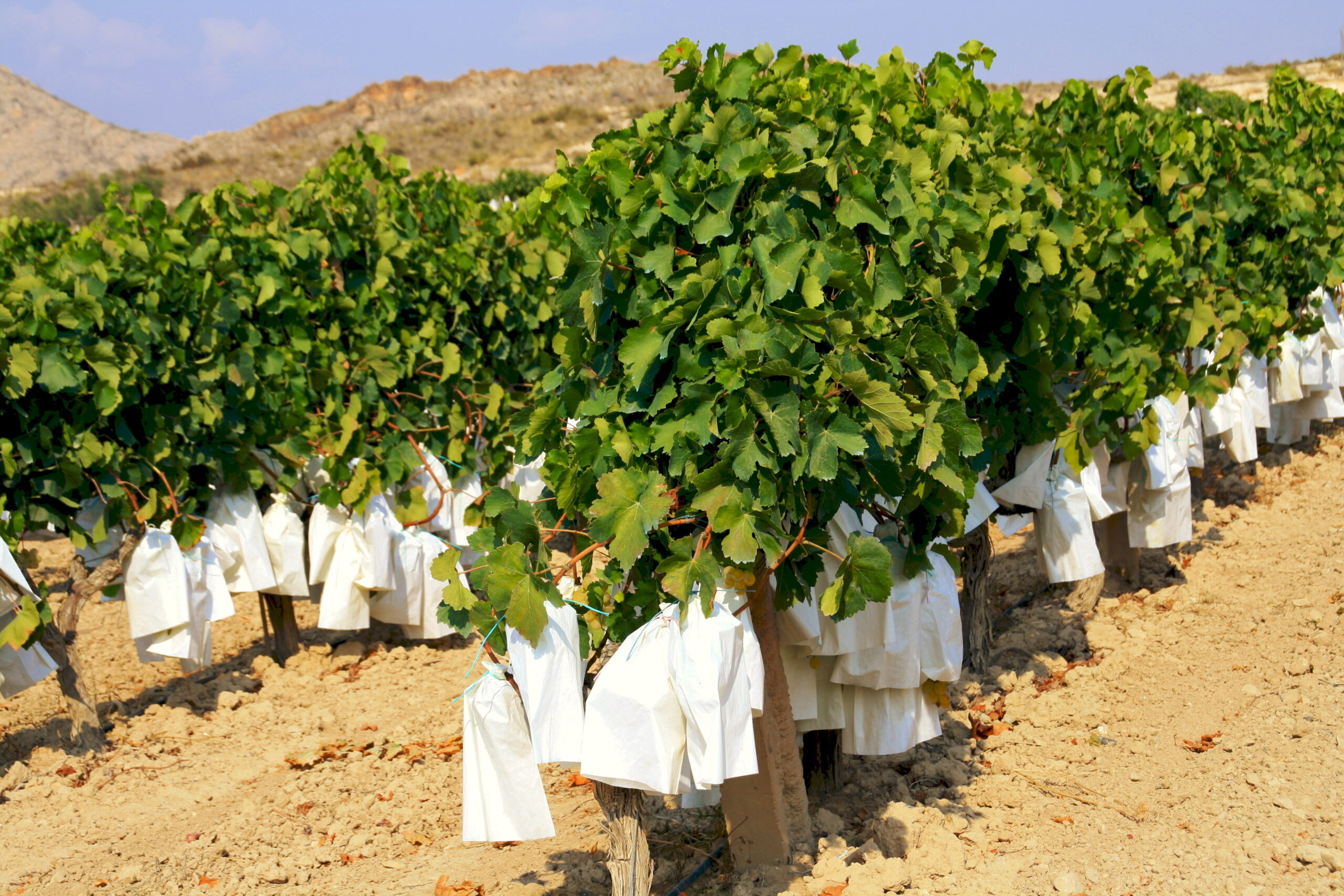 Uva embolsada del Vinalopó, Alicante. Por norrie39